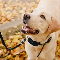 Un labrador con un collare antiabbaio come funziona, passeggia tra le foglie autunnali.