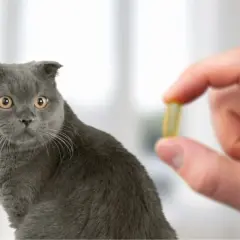 Un gatto grigio guarda con curiosità una capsula gialla tenuta da una mano. Potrebbe essere un antidolorifico per gatti.