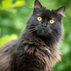 Gatto nero dal pelo lungo, con occhi gialli penetranti, sembra un elegante gatto chantilly tiffany in un giardino rigoglioso.
