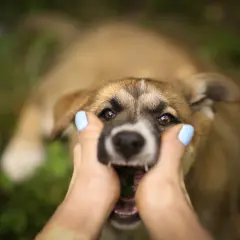 Cucciolo con bocca aperta, mani che lo accarezzano. Scopri come curare la rogna del cane con metodi naturali.