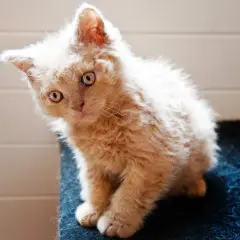 Un adorabile gatto riccio color crema, con occhi curiosi, seduto su una superficie blu.
