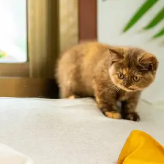 Un adorabile gattino dal pelo fulvo e occhi ambrati, un esempio di razze di gatti bellissimi, esplora un cuscino vicino a una finestra.