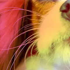 Primo piano del muso di un cane con vibrisse lunghe e sottili che si estendono dal naso umido.
