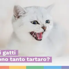 Gatto bianco con bocca aperta mostra i suoi denti. Il testo chiede perché i gatti producono tanto tartaro.