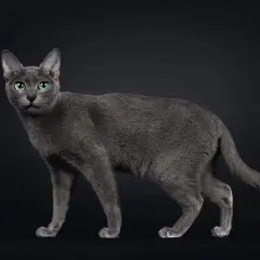 Un elegante gatto Korat, con il suo manto grigio-blu e gli occhi verdi smeraldo, posa su sfondo nero.