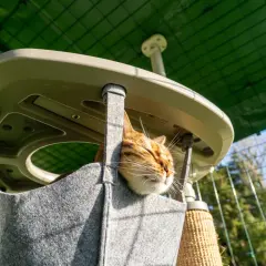 Gatto soriano riposa in una cuccia morbida, parte di accessori indispensabili se si ha un gatto, in un'area esterna protetta.