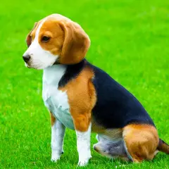 Un beagle harrier dal pelo tricolore siede sull'erba verde, con le orecchie lunghe e morbide che gli incorniciano il muso.