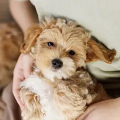 Un adorabile maltipoo, con il suo pelo riccio e un'espressione dolce, è tenuto tra le braccia. Nonostante la sua tenera età, questo cucciolo è già un vero tesoro.