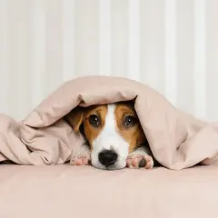 Un tenero cane con il raffreddore si nasconde sotto le coperte, con solo il muso e le zampine visibili.
