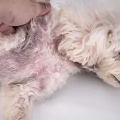Pelo arruffato e arrossato sul fianco di un cane, sintomo di rogna canina.