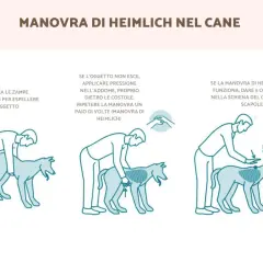 Illustrazione della manovra di Heimlich sul cane: sollevare le zampe posteriori, poi applicare pressione sull'addome o dare colpi tra le scapole.