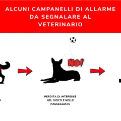 Segnali di **dolori articolari cane**: zoppia, disinteresse per il gioco e difficoltà a salire le scale. Consultare il veterinario.