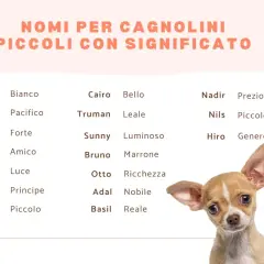 Lista di nomi per cani maschi con significato: Finn (Bianco), Oliver (Pacifico), Rocky (Forte), Buddy (Amico), Cairo (Bello), Truman (Leale), Sunny (Luminoso), Bruno (Marrone), Otto (Ricchezza), Nadir (Prezioso), Nils (Piccolo campione), Hiro (Generoso).