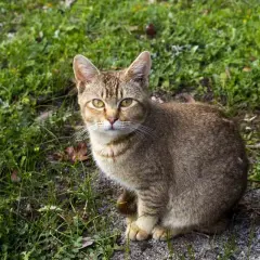 Un gatto tigre con striature dorate siede sull'erba, osservando con occhi attenti.