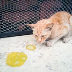 Un gatto arancione guarda con preoccupazione il vomito giallo che ha lasciato sul cemento.