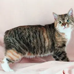 Gatto dell'isola di Man, tigrato con macchie arancioni e bianche, con una coda corta e un'espressione curiosa.