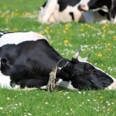 Mucca olandese sdraiata in un prato fiorito, forse sta per fare un sonoro "muuuu" mentre un'altra mucca riposa sullo sfondo.
