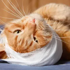 Gatto arancione con benda bianca intorno alla testa, forse dopo un morso di gatto.