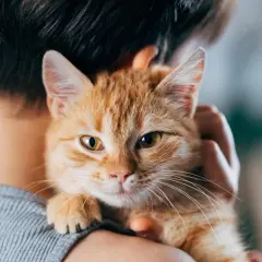 Un tenero gatto soriano arancione viene tenuto in braccio, con il suo musetto che guarda verso l'obiettivo.