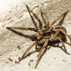 Una tarantola italiana, con le sue zampe pelose, si muove su una superficie ruvida, circondata da piccole formiche.