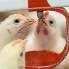Pulcini intenti a bere da un abbeveratoio, forse per prevenire la coccidiosi nelle galline.