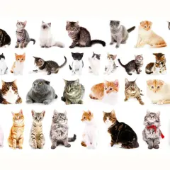 Una carrellata di gatti, da cuccioli a adulti, che copre tutte le razze di gatti dalla a alla z, in pose e colori diversi.