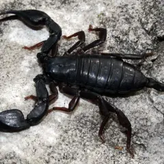 Scorpione nero, un insetto con chele e coda velenosa, si muove su una roccia.