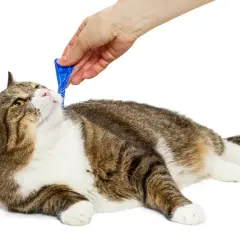 Mano applica prodotto antiparassitario, non veleno per gatti, sul pelo di un gatto tigrato sdraiato.