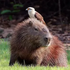Capibara dove vive: un roditore gigante con un falco sulla testa, in un prato verde.