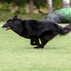 Un agile pastore belga groenendael corre veloce sull'erba, con la lingua fuori e la coda alzata.