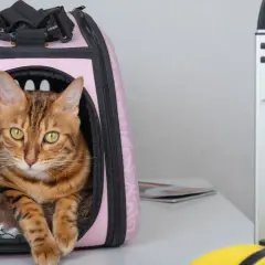 Gatto soriano con occhi verdi in un trasportino rosa, pronto per viaggiare con il gatto. Valigie sullo sfondo.