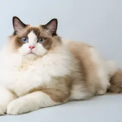 Un Ragdoll con occhi blu intensi e pelo soffice, senza difetti evidenti, posa con eleganza.