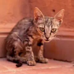 Un gatto magro, con occhi verdi e pelo tigrato, si nasconde in un angolo.