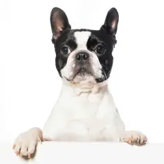 Un Boston Terrier dal carattere vivace, con le zampe appoggiate su un piano bianco, guarda verso l'obiettivo con espressione curiosa.