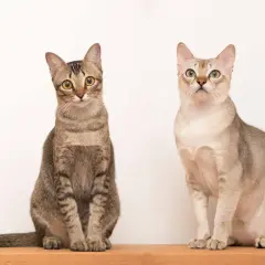 Due gatti seduti su un ripiano di legno. Uno è tigrato, l'altro è color crema. Il gatto tigrato sembra il gatto più piccolo.