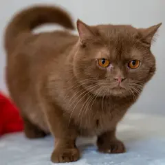 Un adorabile british shorthair marrone con occhi ambrati guarda intensamente, con un fiocco rosso sfocato sullo sfondo.