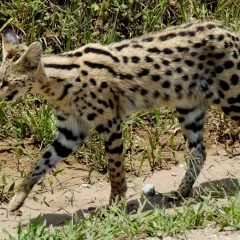 Un elegante serval gatto, con il suo mantello maculato e le zampe striate, cammina tra l'erba alta.
