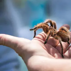 Una tarantola pelosa cammina su una mano aperta. Il suo morso, sebbene non sia un problema per questa specie, è un ricordo della natura selvaggia.