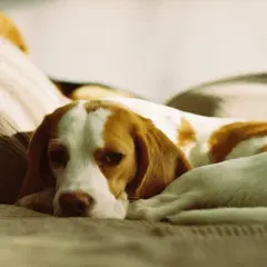Un beagle sdraiato su un divano, con un'espressione un po' malinconica. Forse i cani hanno freddo di notte e cercano un posto caldo.