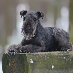 Un Lakeland Terrier nero, con la barba imbiancata dalla neve, riposa su un tronco d'albero in un bosco invernale.