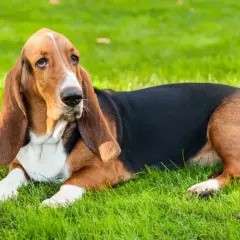 Un adorabile basset hound con lunghe orecchie marroni giace sull'erba verde, con uno sguardo pensieroso.
