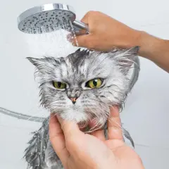Un gatto grigio con occhi verdi, visibilmente infastidito, viene lavato sotto la doccia. Le gocce d'acqua gli bagnano il pelo.