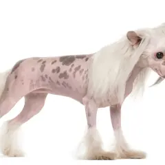 Un elegante chinese crested dog con macchie scure sulla pelle rosa, criniera bianca e folta coda.