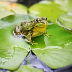 Una rana verde riposa su una ninfea, pronta a cacciare insetti, il suo cibo preferito.