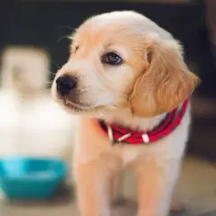 Dolce cucciolo di Golden Retriever con collare rosso, guarda pensieroso verso l'esterno, vicino a una ciotola vuota. Il cane non beve, forse aspetta qualcosa.