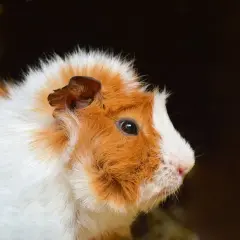 Porcellino d'India con pelo bianco e arancione, con un'espressione curiosa. Nessun segno di rogna visibile.