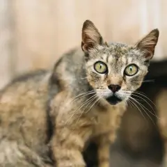 Gatto tigrato con occhi verdi luminosi, sembra salutare con uno sguardo curioso.