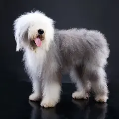 Un Bobtail dal pelo lungo e folto, con la lingua fuori, posa su sfondo scuro.
