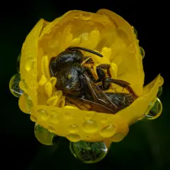Api che dormono nei fiori gialli, bagnate da gocce di pioggia. Un riposo sereno per questi insetti laboriosi.