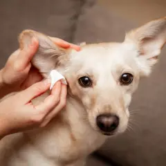 Mani che effettuano la pulizia orecchie cane con un batuffolo di cotone. Il cane guarda verso l'obiettivo con occhi dolci.